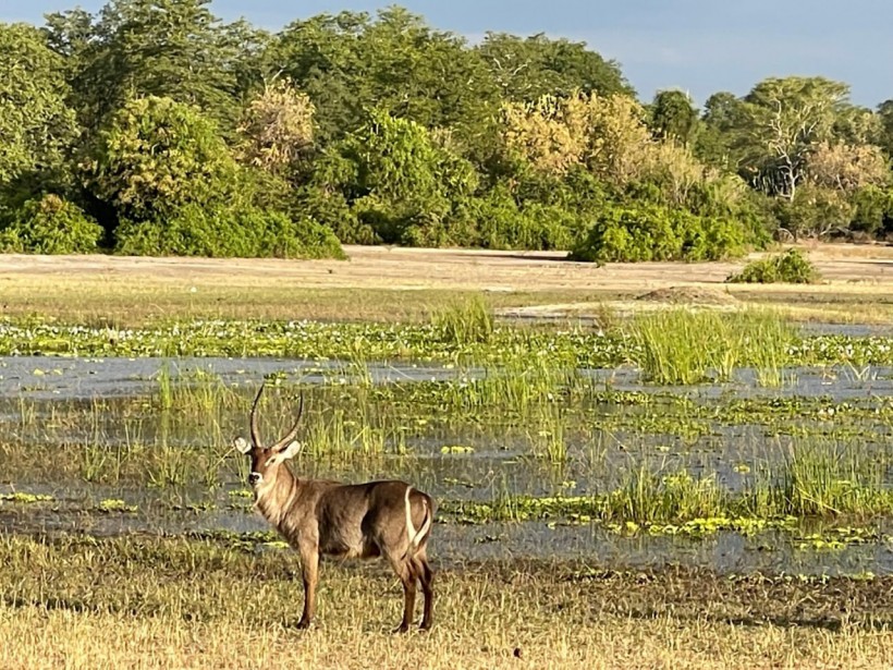 The waterbuck stops here: Franci Neely says she enjoyed observing Malawi's wildest locals