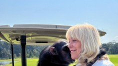 Charting a new course: Franci Neely befriends a chimp in Equatorial Guinea
