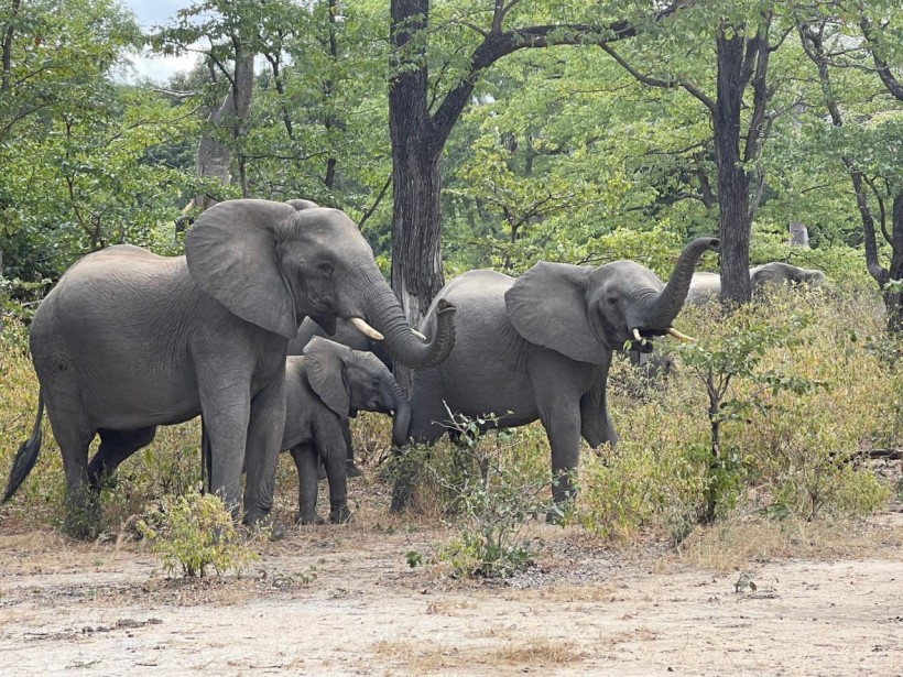 Trunk show: A herd of elephants enchants Franci Neely in Malawi