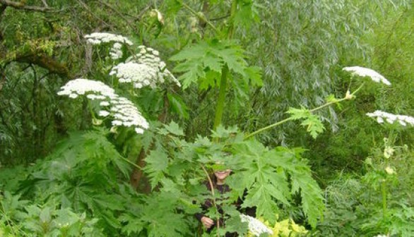 Giant Hogweed