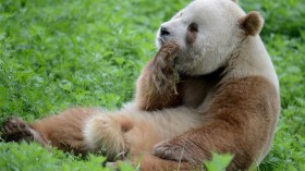 World's Only Albino Panda Seen Interacting with Other Pandas in China Nature Reserve