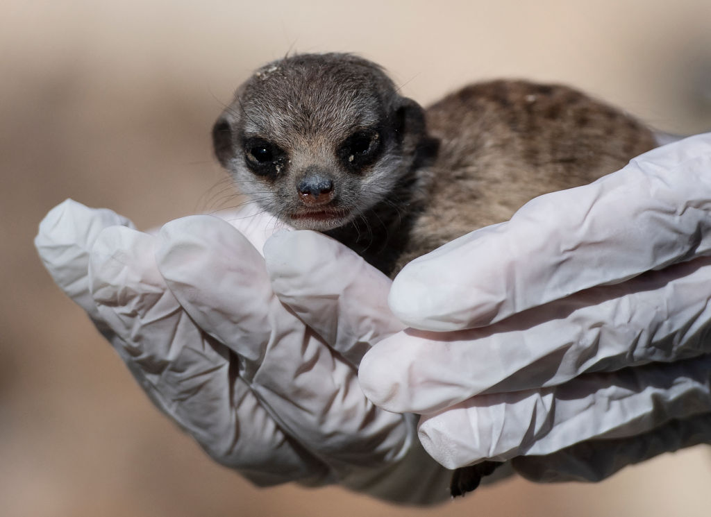 Meerkat Pups Born in Washington DC Smithsonian Zoo, 16 Years After Last