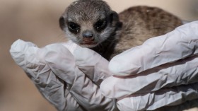 Meerkat Pups Born in Washington DC Smithsonian Zoo, 16 Years After Last Birth Event