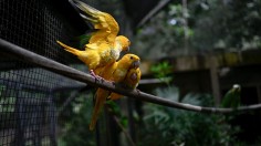 BRAZIL-BIOPARK-BIRD