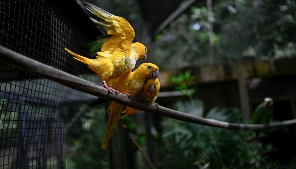 BRAZIL-BIOPARK-BIRD