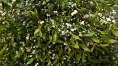 BRITAIN-FESTIVE-CHRISTMAS-MISTLETOE-AUCTION