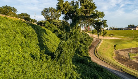 Invasive Plant Kudzu Vine Expected to Take Over Midwest US at 1 Ft Per Day