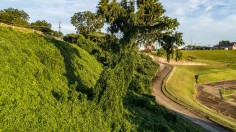 Invasive Plant Kudzu Vine Expected to Take Over Midwest US at 1 Ft Per Day