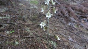 Critically Endangered Cooper's Black Orchid Undergoes DNA Testing in Search for Species-Saving Fungi 