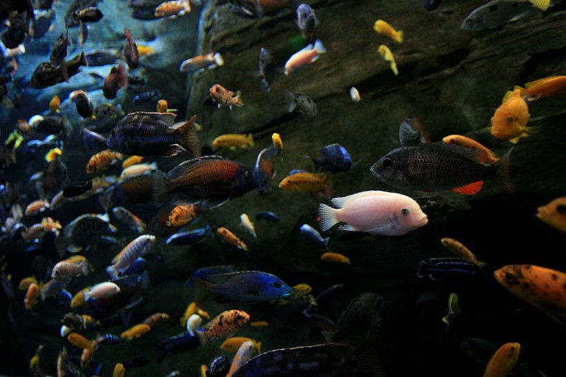 People Visit The Georgia Aquarium