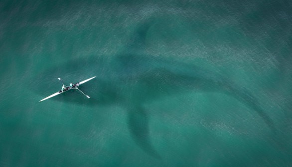 Great White Shark Sightings