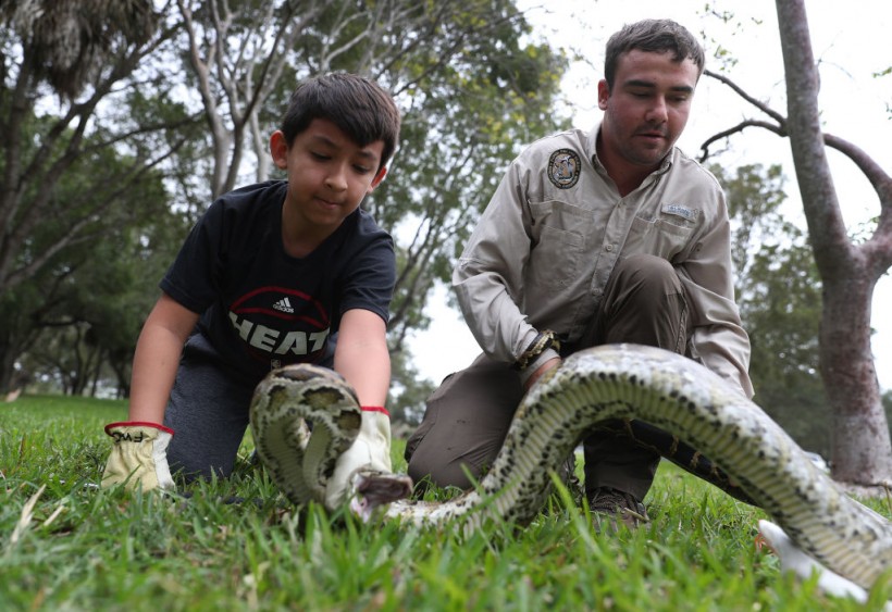 Florida Offers $30,000 Total in Annual Hunting for Invasive Burmese Pythons
