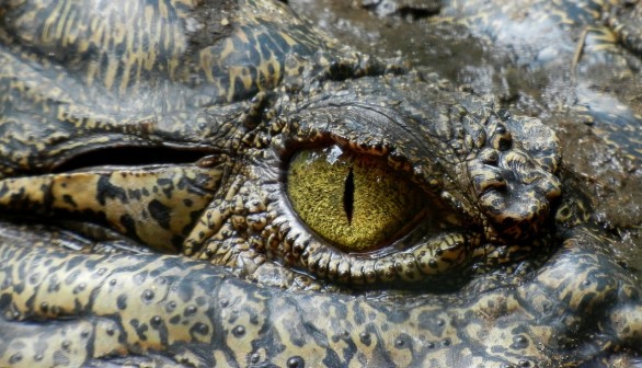 Cape York Crocodile Attack