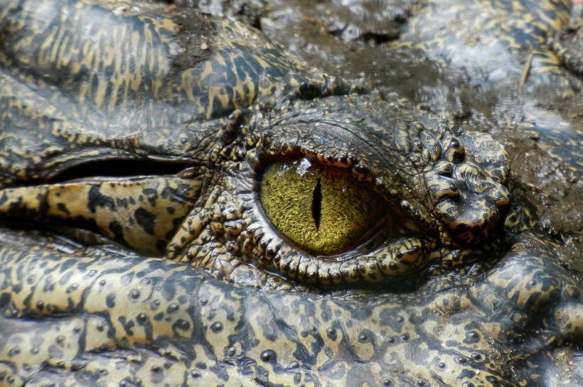 Cape York Crocodile Attack
