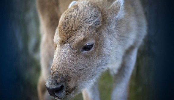 White Bison Calf in Wyoming State Park: Not Albino but Part Pale Cattle, Says DNA Test