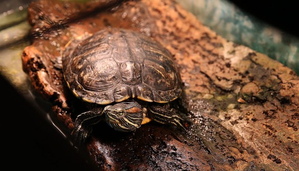 Box Turtle Sightings Increase as Nesting Season Starts in Tennessee, Officials Discourage Human Interference