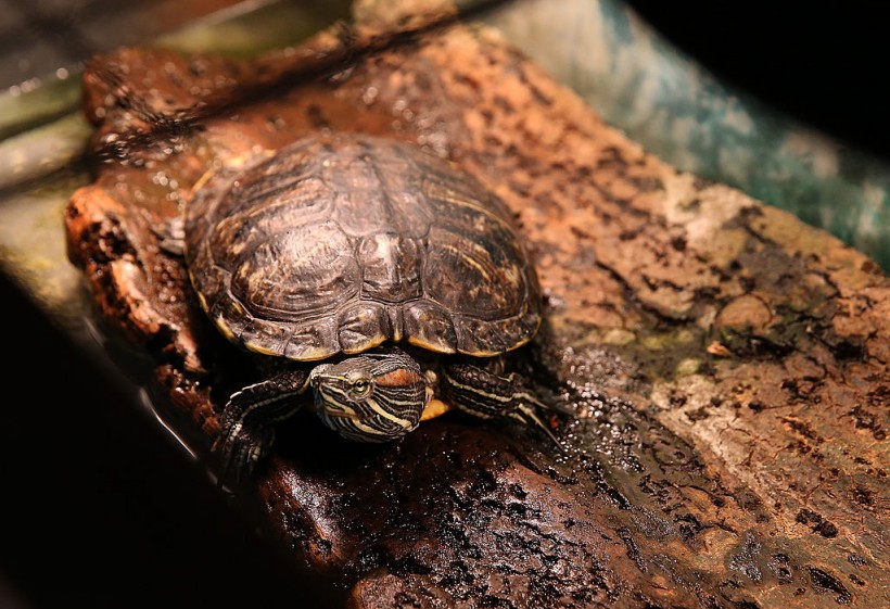 Box Turtle Sightings Increase as Nesting Season Starts in Tennessee, Officials Discourage Human Interference