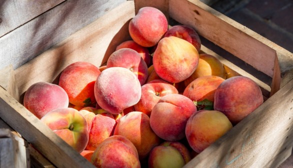 90% Peach Crops Destroyed by 3 Months of Warming Climate in Georgia