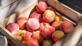 90% Peach Crops Destroyed by 3 Months of Warming Climate in Georgia