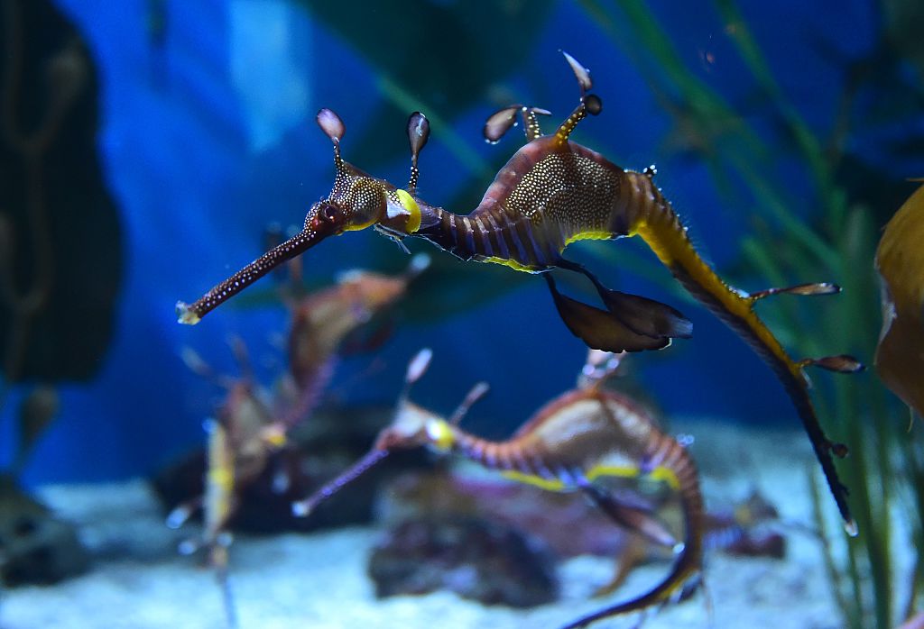 Sea dragons' genes give clues to their distinctive looks