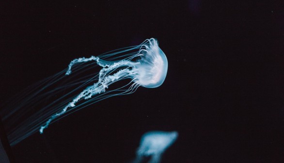 Australia Jellyfish Sting