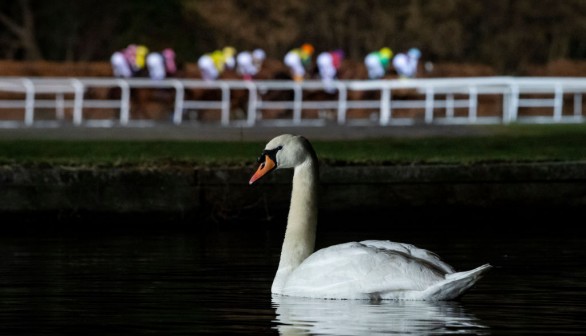 New York Swan Faye Stolen and Cooked, 4 Cygnets Rescued from 3 Arrested Teens