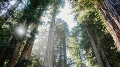 Meet Hyperion, the Tallest Tree in the World, and Other Leafy Giants That Came Close
