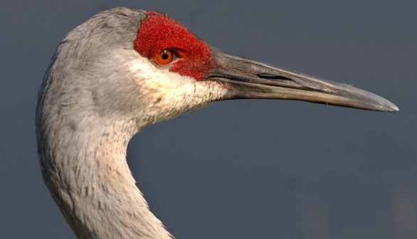 Threatened Species Sandhill Crane Sightings Increase to 350 in Ohio Wetland Areas