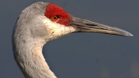 Threatened Species Sandhill Crane Sightings Increase to 350 in Ohio Wetland Areas