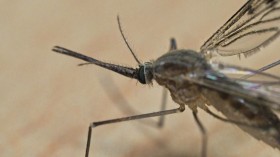 FRANCE-ANIMAL-INSECT-MOSQUITO