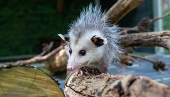 Invasive Marsupial Opossums Being Hunted Down in Alaska