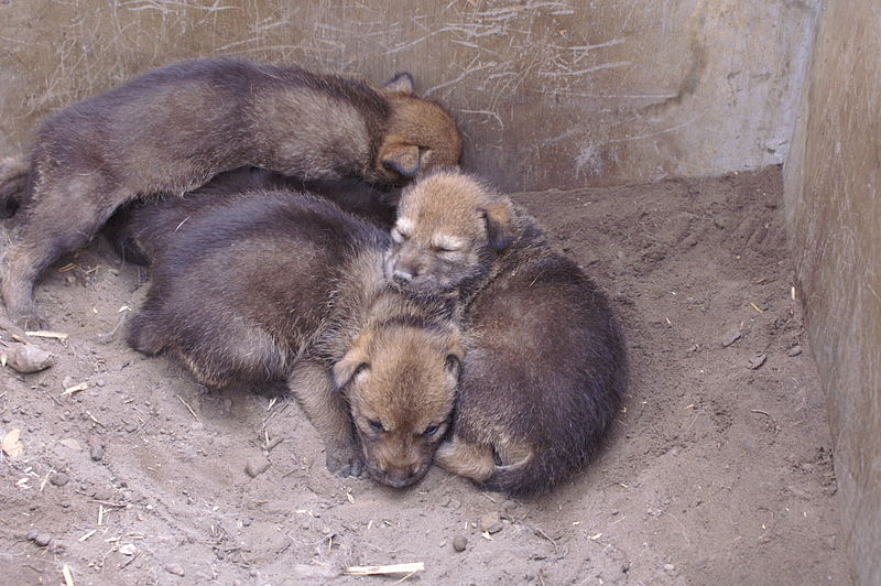 Critically Endangered Red Wolf Pups Born in Great Plains Zoo, Officials