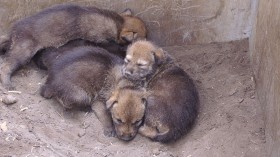Critically Endangered Red Wolf Pups Born in Great Plains Zoo, Officials to Decide Future Relocation