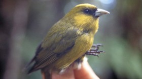 Honeycreeper ʻAkikiki Bird Might Be Extinct as Disease-Carrying Rats Target Nests — Hawaii