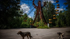 302 Feral Dogs Roaming Chernobyl are Evolving Faster, Says DNA Test