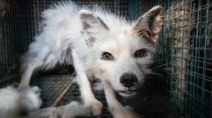 FINLAND-FUR-TEXTILE-FOXES