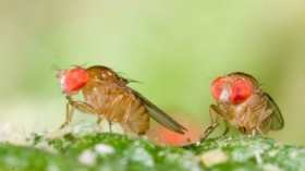 Drosophila birchii