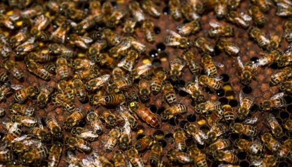 Science And Tradition Help Bee Keepers Adapt To Climate Change