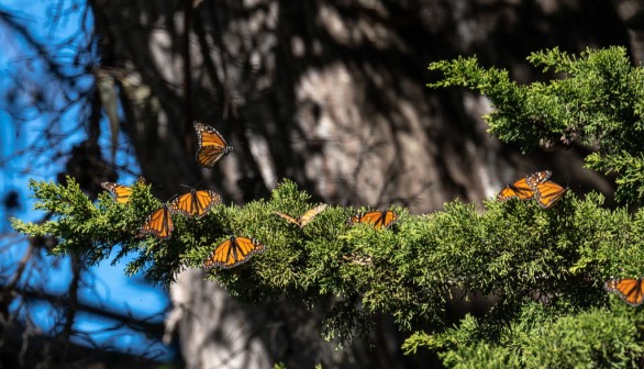 Wet Weather Delays Milkweed Growth, Monarch Butterfly Migration