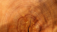 Tree Ring Data