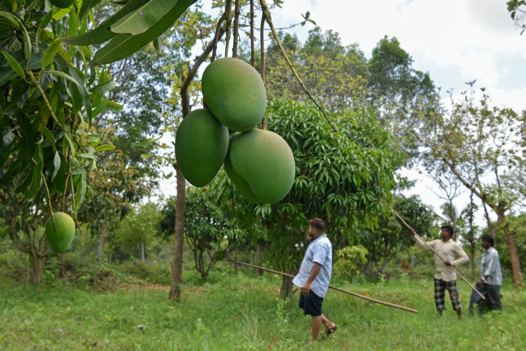 boosting-vietnam-s-mango-yield-using-balanced-nutrition-using