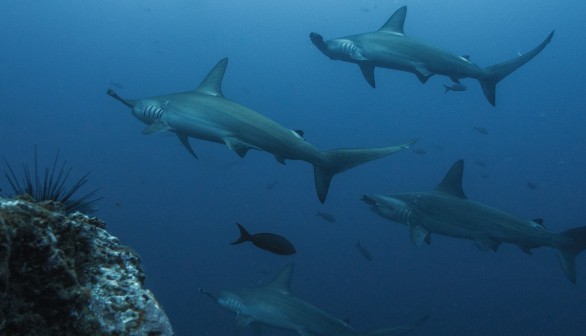 Bahamas Shark Attack