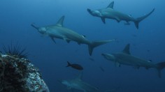 Bahamas Shark Attack