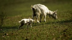 5 Bleat-Worthy Baby Goat Facts