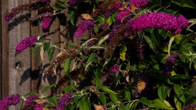 Invasive Plant Buddleia Deliberately Grown in UK for Pretty Flowers