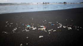 Flesh-Eating Bacteria Vibrio Latches On to Microplastics, Causes Leaky Gut Syndrome in Marine Life