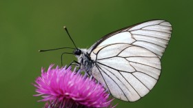 Warming Weather Encourages Extremely Rare Species Black-Veined White Butterfly to Return to Britain After 100 Years 