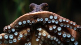 pacific octopus