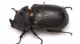 Invasive Insect Coconut Rhinoceros Beetle First Sighting Outside of Oahu Reported, Officials Wary of Larvae in Green Waste