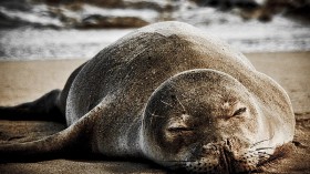 Malama Hawaiian Monk Seal Killer Bounty at $5000 —NOAA